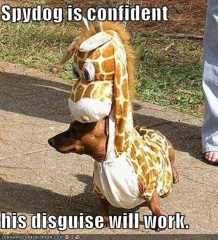 Spydog is confident  his disguise will work.