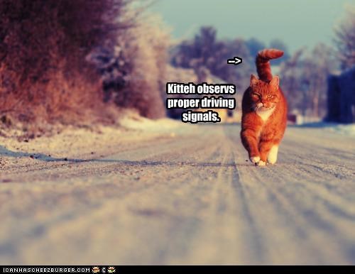 -->   Kitteh observs proper driving signals.