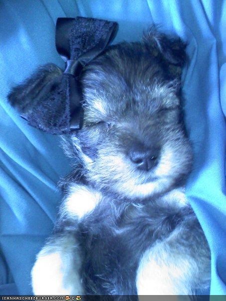 Cyoot Puppeh ob teh Day: Dis iz wut ai call byootee sleep!