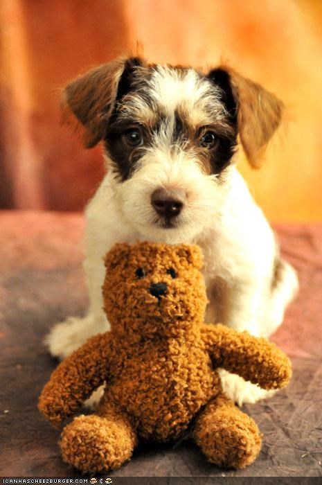 Cyoot Puppeh ob teh Day: Mai teddy, NAWT URS