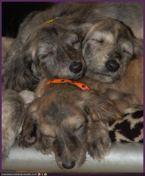 Cyoot Puppeh ob teh Day: Puppeh pile!