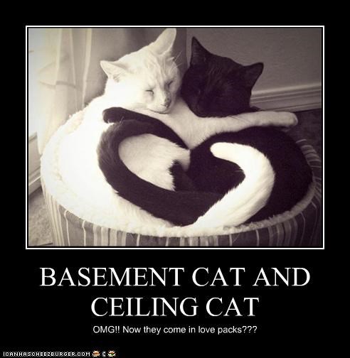 BASEMENT CAT AND CEILING CAT