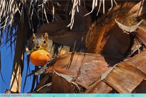 Now we know who took the persimmons!