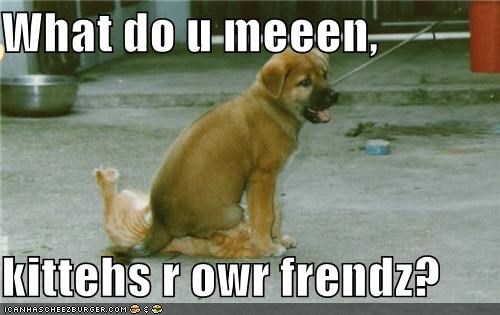 What do u meeen,  kittehs r owr frendz?