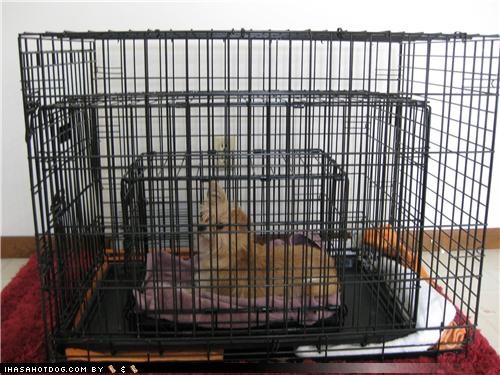 Maximum Security Dog Crate