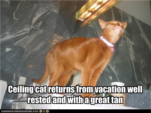 Ceiling cat returns from vacation well rested and with a great tan