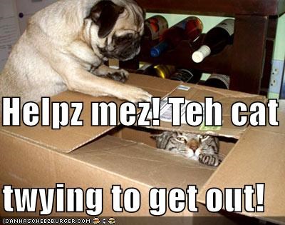 Helpz mez! Teh cat  is twying to get out!