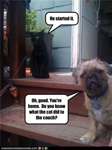 Oh, good. You're home.  Do you know what the cat did to the couch?