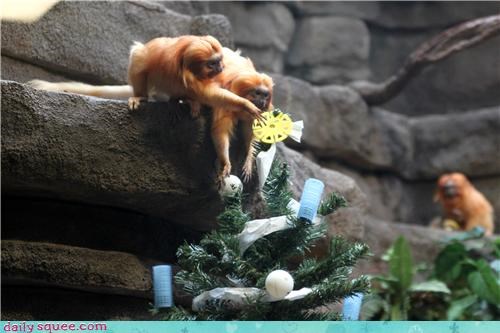 Holiday Reader Squee: Golden Tamarin Christmas 
