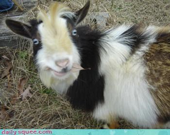 Reader Squee: Happy Goat