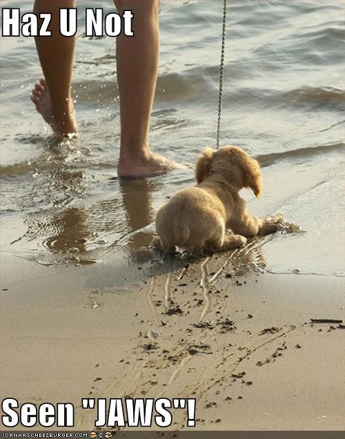 Haz U Not  Seen "JAWS"!