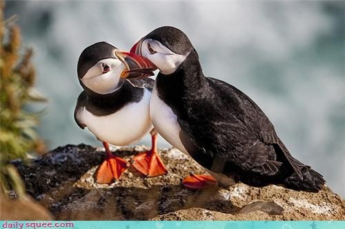 Puffin Kiss