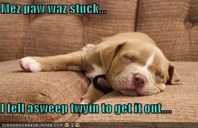 Mez paw waz stuck...  I fell asweep twyin to get it out....