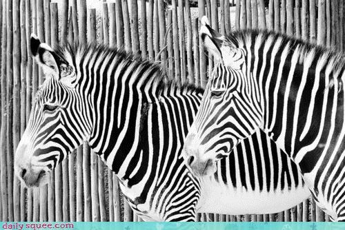 Acting Like Animals: Contrast, Thy Name is Zebra