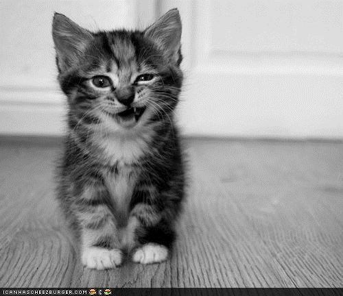 Cyoot Kitteh of teh Day: Snarly, Dude!