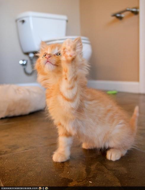 Cyoot Kitteh of teh Day: Kwestshun! Y U Go Potty Heer, Nawt in Litter Box?