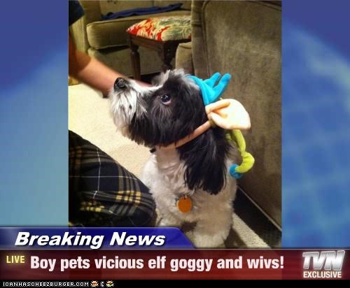 Breaking News - Boy pets vicious elf goggy and wivs!