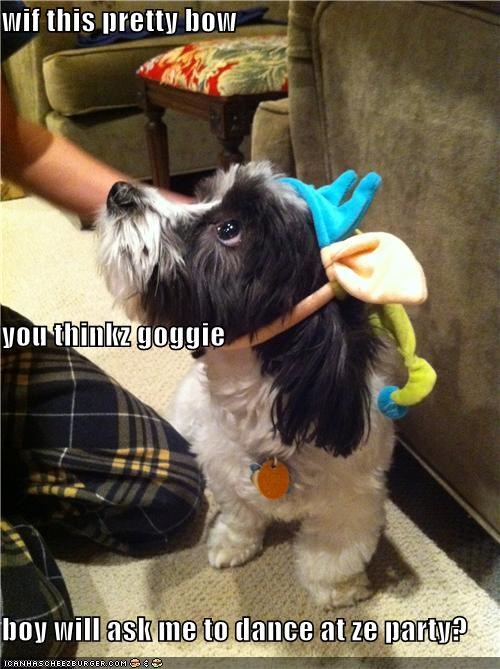 wif this pretty bow you thinkz goggie boy will ask me to dance at ze party?