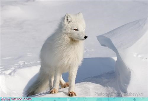 Snowy Squee 