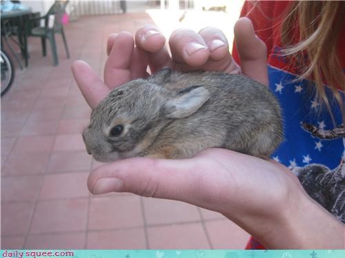 Reader Squee: Rescued Baby Bunny