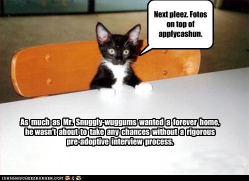 As  much  as  Mr.  Snuggly-wuggums  wanted  a  forever  home, he wasn't  about  to  take  any  chances  without  a  rigorous  pre-adoptive  interview  process.