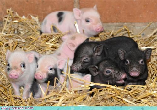Daily Squee: Newborn Piggies 