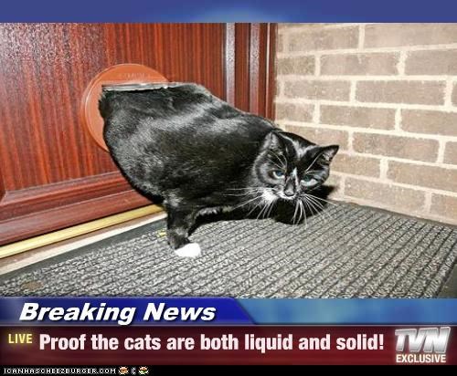 Breaking News - Proof the cats are both liquid and solid!