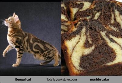 Bengal cat Totally Looks Like marble cake
