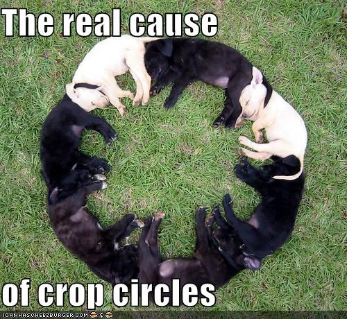 The real cause   of crop circles
