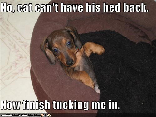 No, cat can't have his bed back.  Now finish tucking me in.