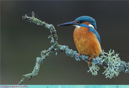 King fisher