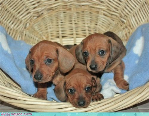 Dachshund puppies