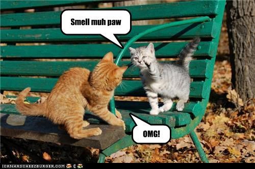 Smell muh paw