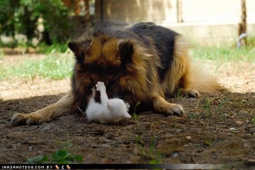 Kittehs R Owr Friends: I got yer noze!!