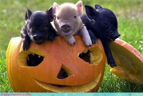 Three kids in a pumpkin