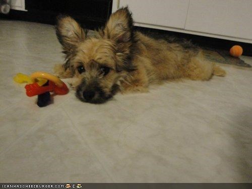Cyoot Puppeh ob teh Day: I no lieks dis toy...