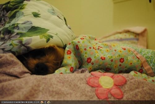 Cyoot Puppeh ob teh Day: No wantz 2 com out! Kitteh iz scawee!