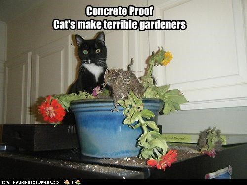 Concrete Proof Cat's make terrible gardeners