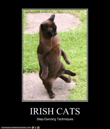 IRISH CATS