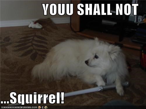 YOUU SHALL NOT  ...Squirrel!