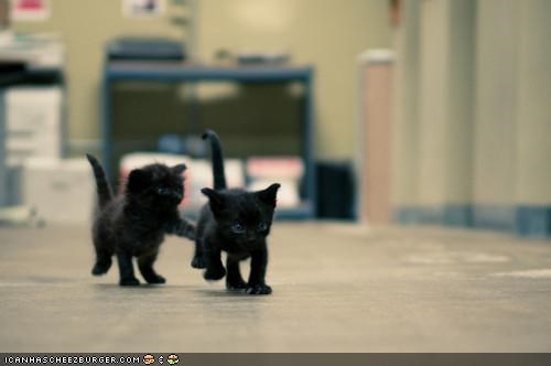 Cyoot Kittehs of teh Day: Basement Kitten Tag