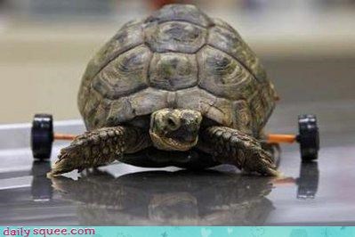 Daily Squee: Wheelies! 