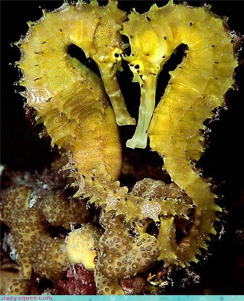 We <3 Seahorses 