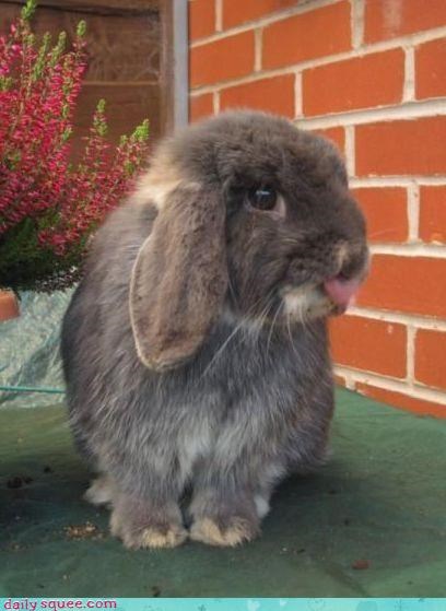 Funny Bunny