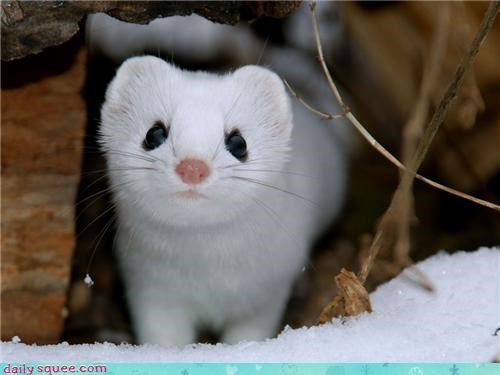 Snow Weasel 