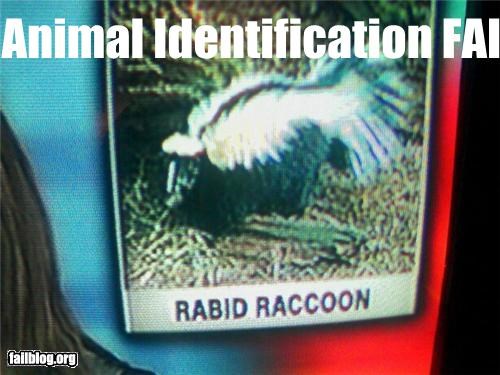 Animal Identification Fail