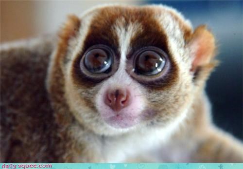 Cheeky Little Loris 