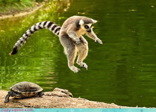 Acting Like Animals: Leap... Turtle?