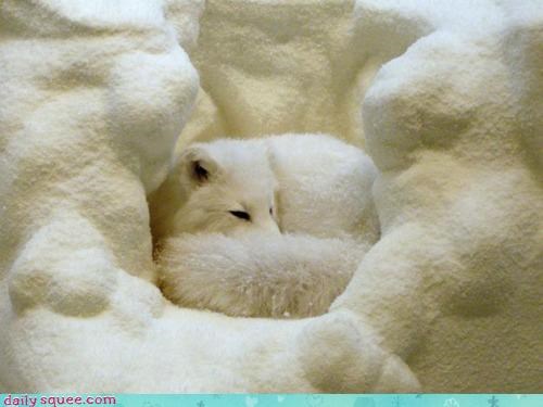 Acting Like Animals: Camouflaged Cuddling