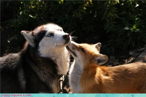Daily Squee: Interspecies Love - Up Close and Personal 